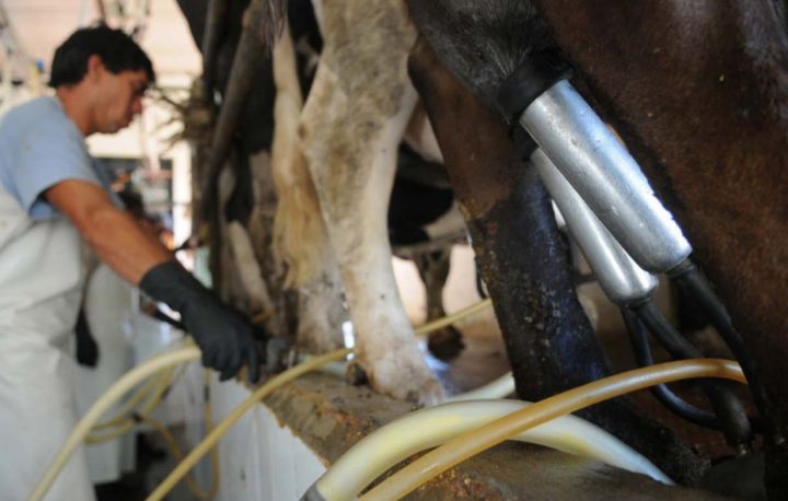 La industria lechera sigue en problemas: se pierden 3 tambos por día