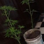 Incautan plantas de marihuana en Empalme