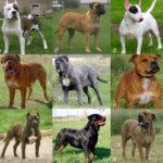 Sigue en vigencia el Registro de Propietarios de Perros de Razas Peligrosas