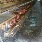 Clausura en una granja avícola de Bavio