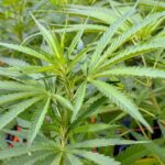 Autorizaron la inscripción de variedades de cannabis para uso medicinal