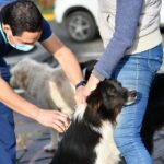 La Campaña de Vacunación Antirrábica llegó a Bavio