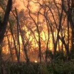 Ardua tarea de Bomberos para extinguir el incendio en la zona de El Palmar
