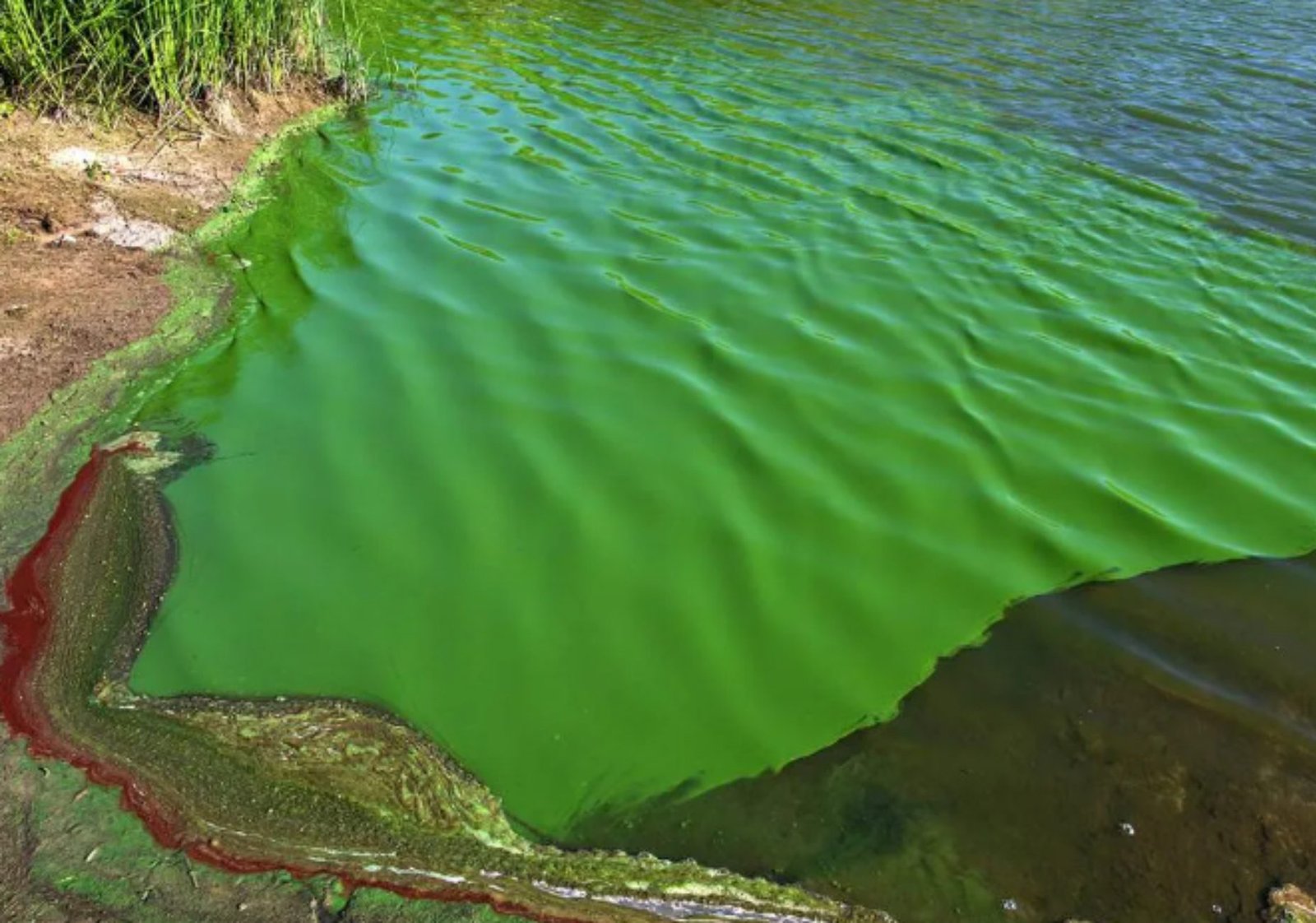 Alerta naranja por cianobacterias en los balnearios de Magdalena y Atalaya