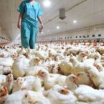 Confirman los primeros casos de gripe aviar en la Provincia de Buenos Aires