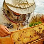 Se vienen actividades en la Semana Nacional de la miel