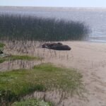 Apareció un lobo marino en la costa de Magdalena