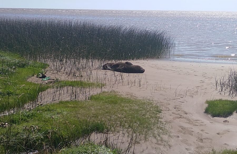 Apareció un lobo marino en la costa de Magdalena