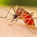 Dengue: El Ministerio de Salud amplió  los grupos para la vacunación